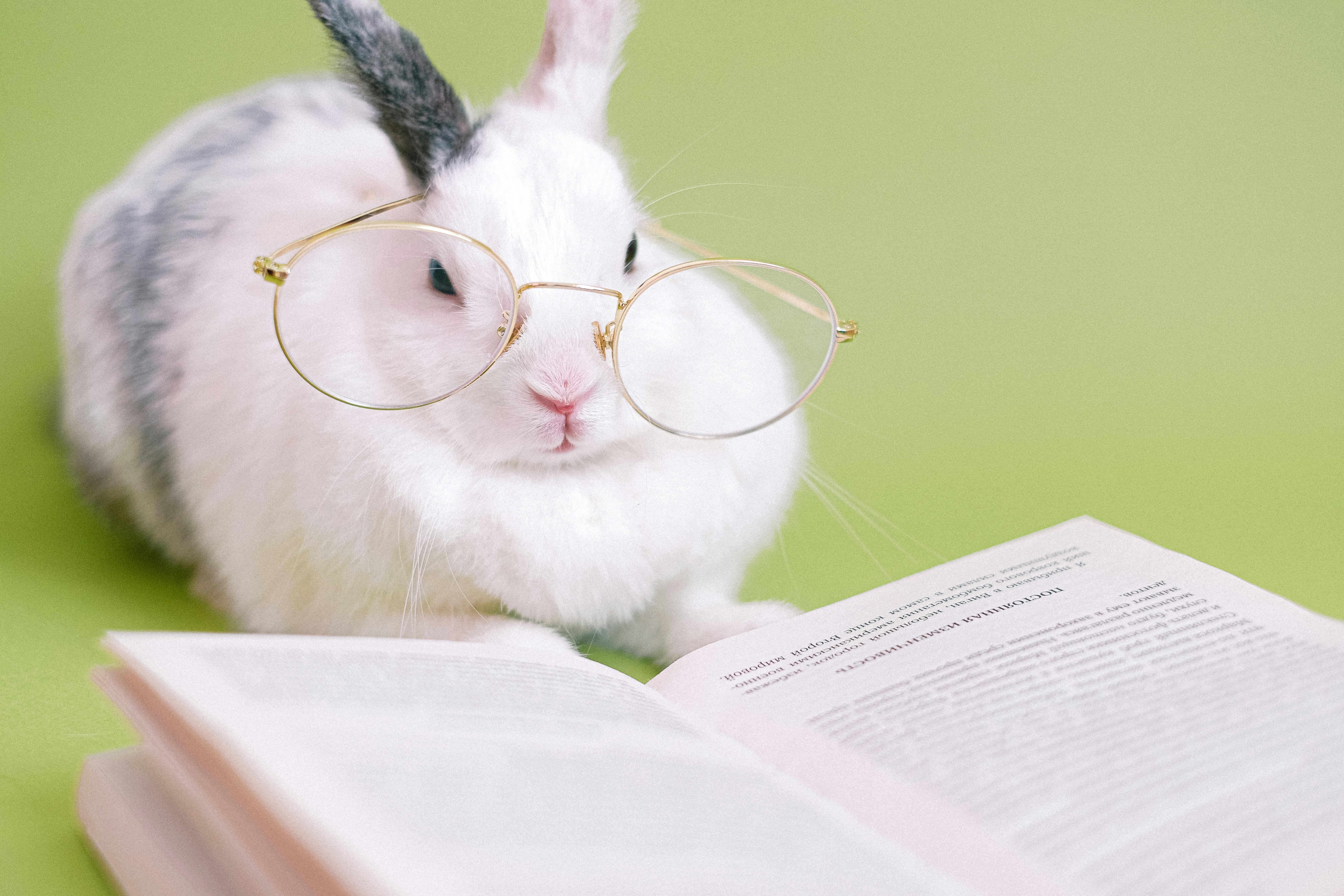 rabbit reading a book